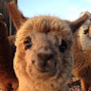 Meet your Posher, Darian